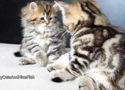 小猫视频表演搞笑视频